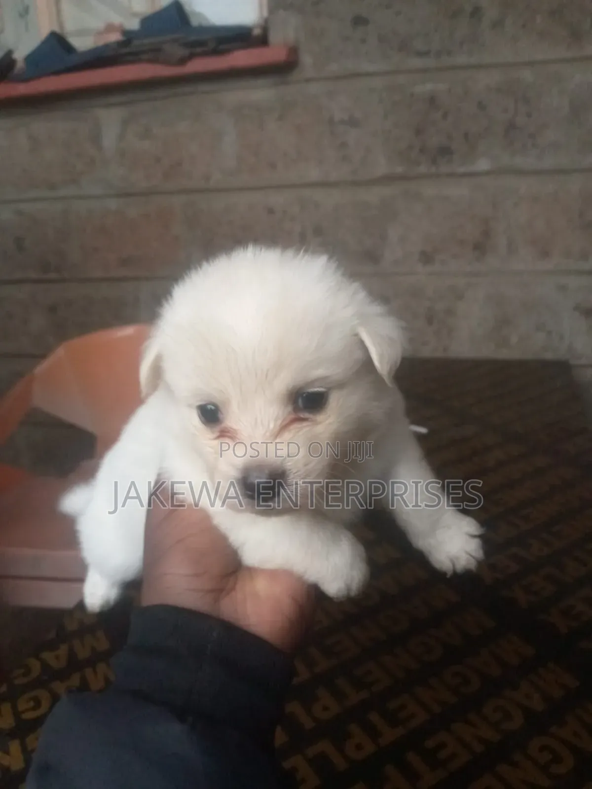 1-3 months Male Purebred Japanese Spitz