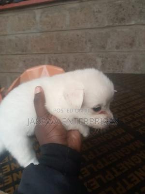 1-3 months Female Purebred Japanese Spitz - thumbnail 2