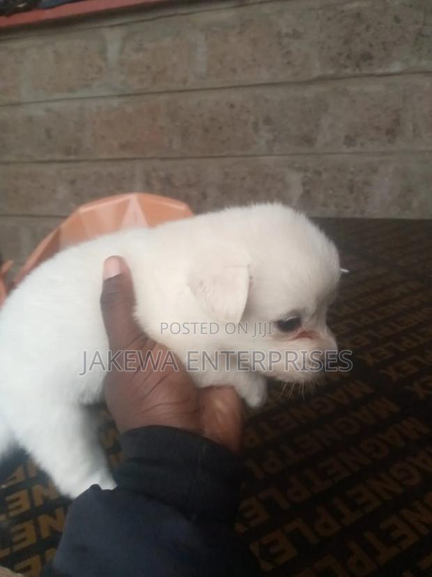 1-3 months Female Purebred Japanese Spitz - main view