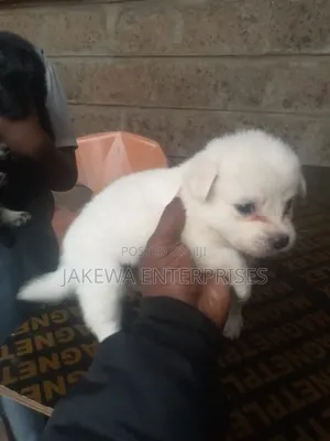 1-3 months Female Purebred Japanese Spitz