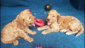 1-3 months Male Purebred Cockapoo