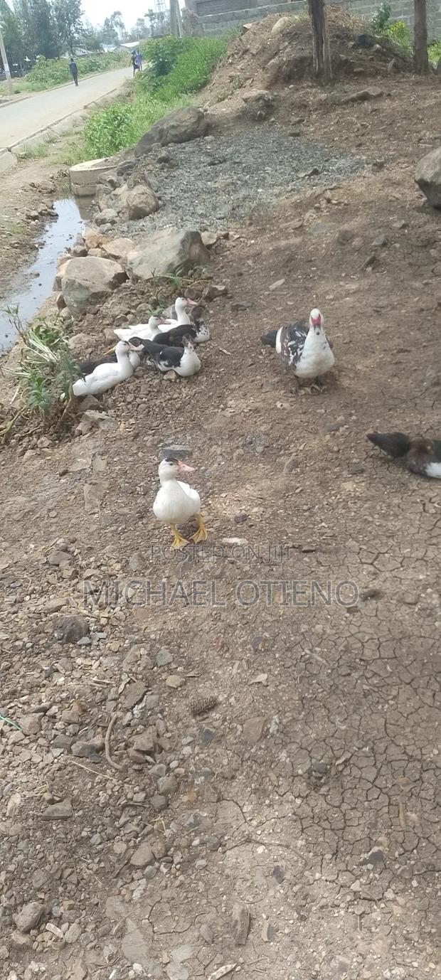 Hen,Duck and Kanga