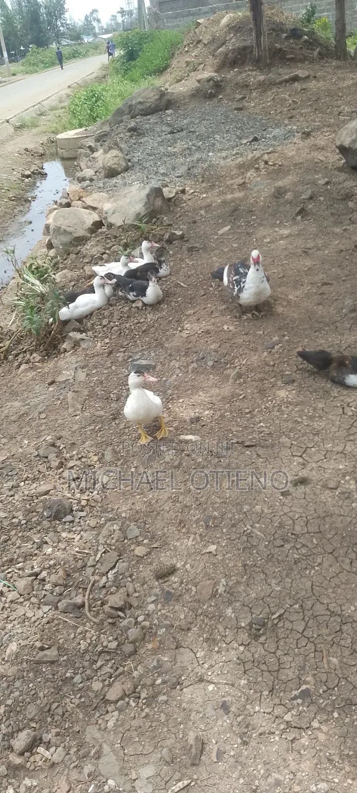 Hen,Duck and Kanga