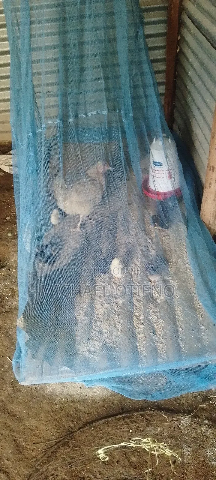 Hen,Duck and Kanga