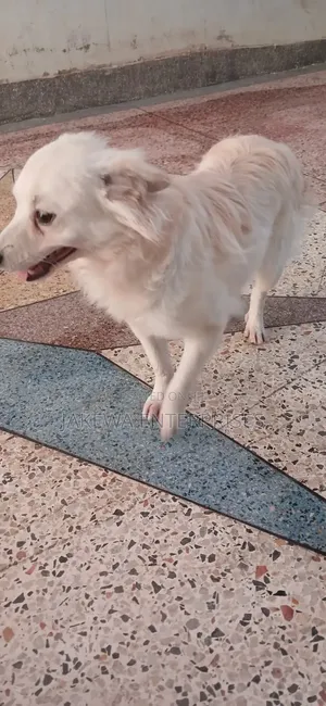 1+ year Male Purebred Japanese Spitz