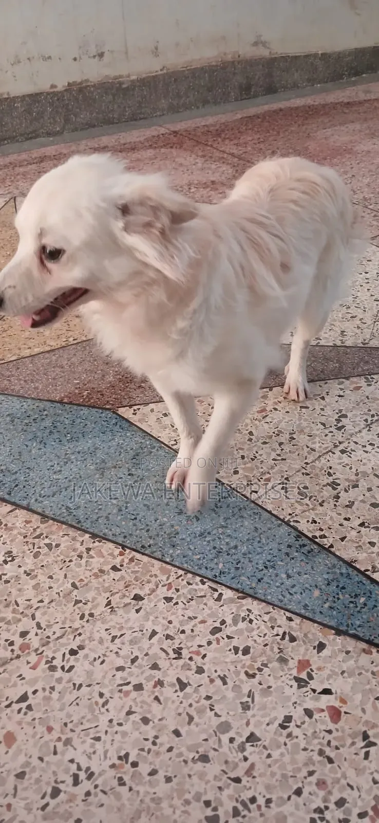 1+ year Male Purebred Japanese Spitz