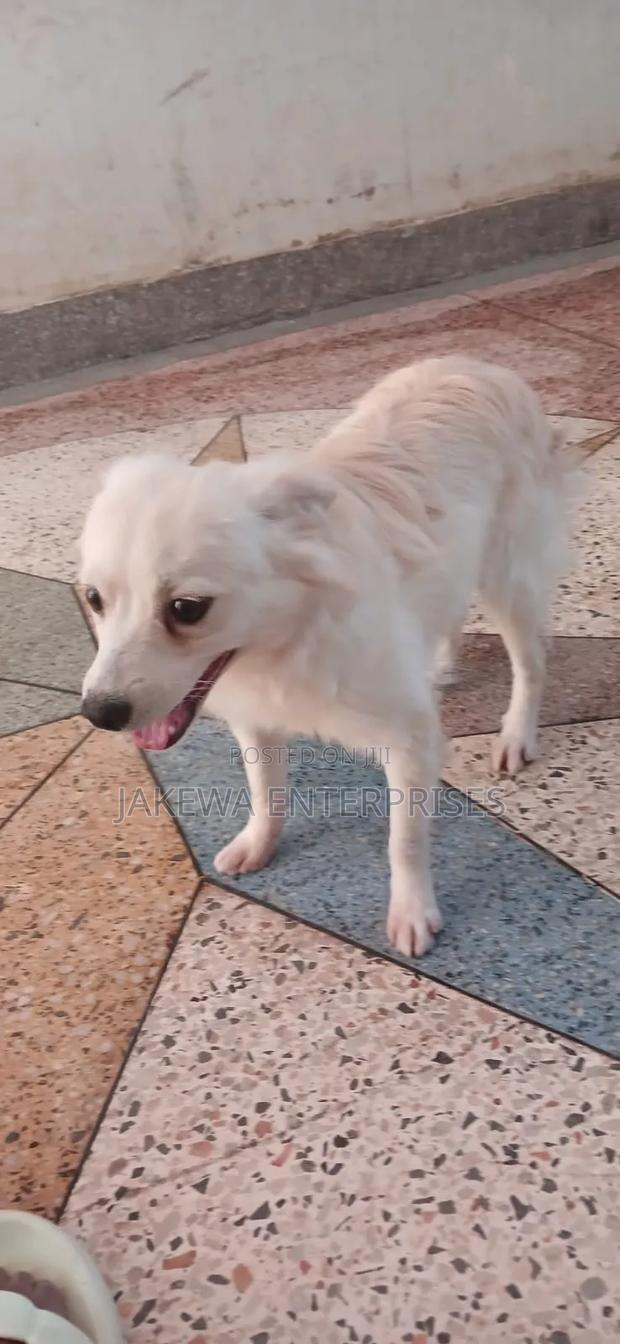 1+ year Male Purebred Japanese Spitz - thumbnail 3