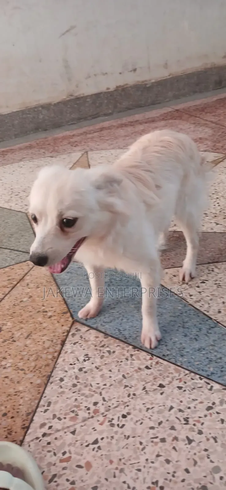 1+ year Male Purebred Japanese Spitz