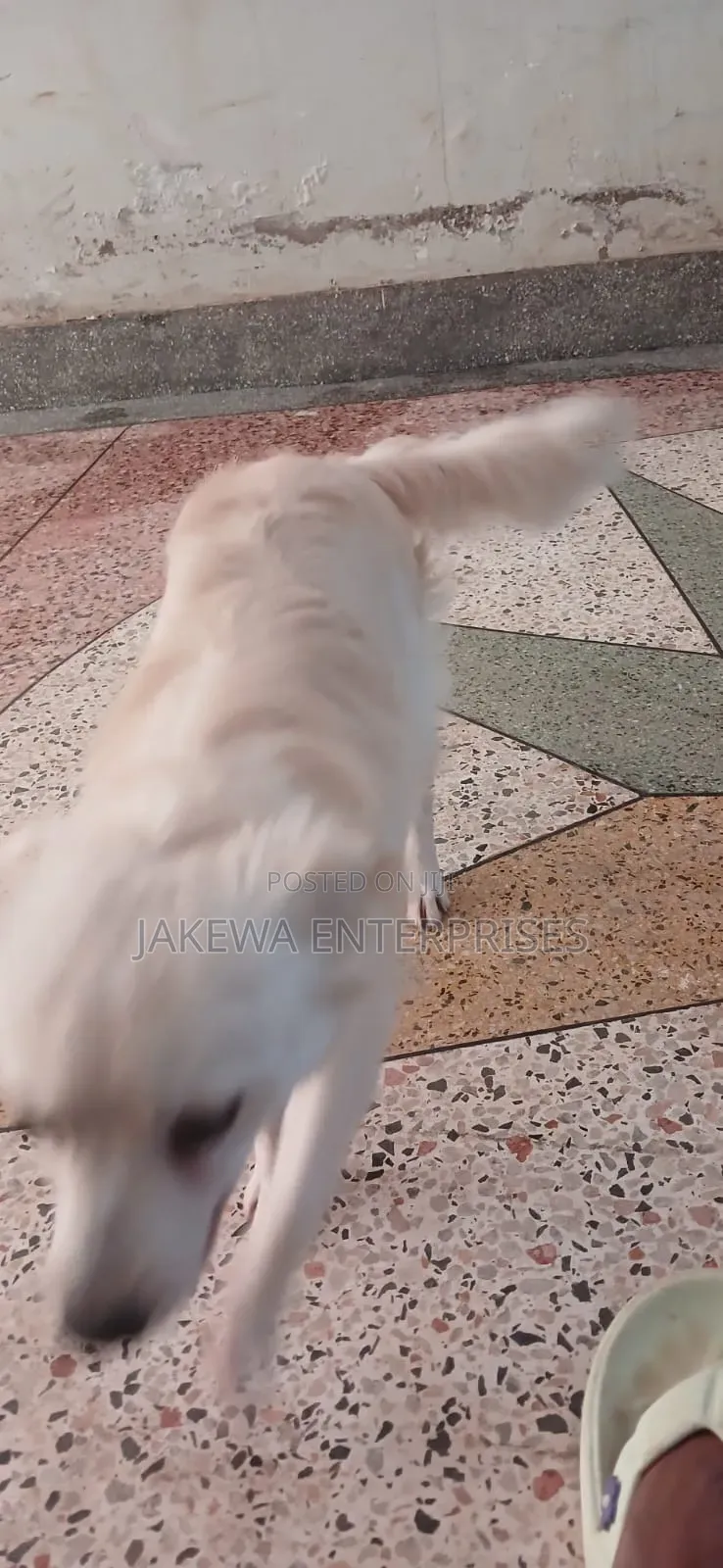 1+ year Male Purebred Japanese Spitz