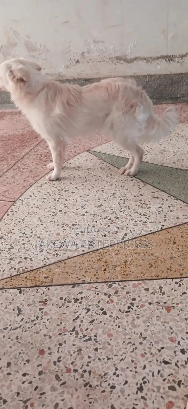 1+ year Male Purebred Japanese Spitz