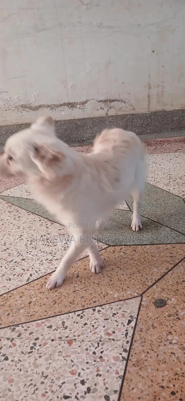 1+ year Male Purebred Japanese Spitz - thumbnail 6