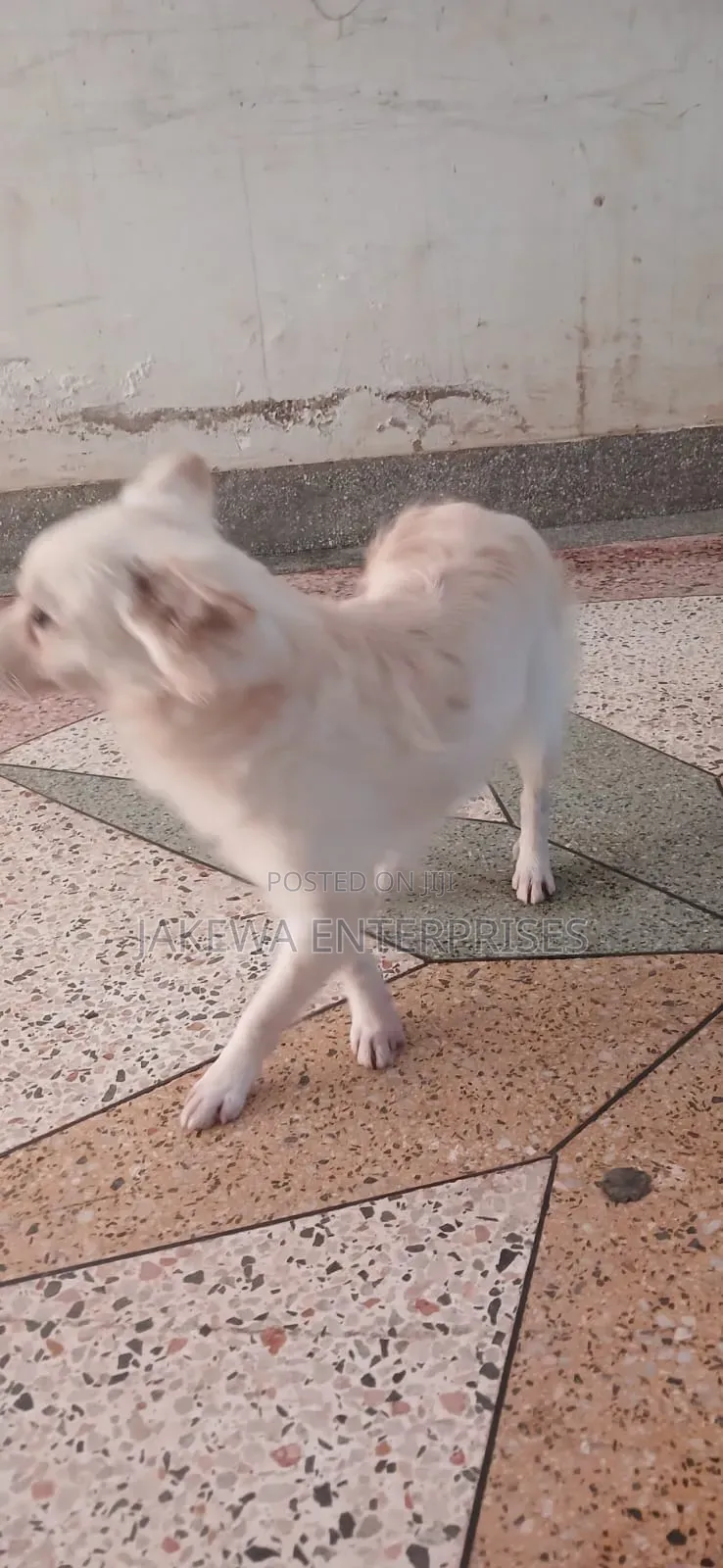 1+ year Male Purebred Japanese Spitz