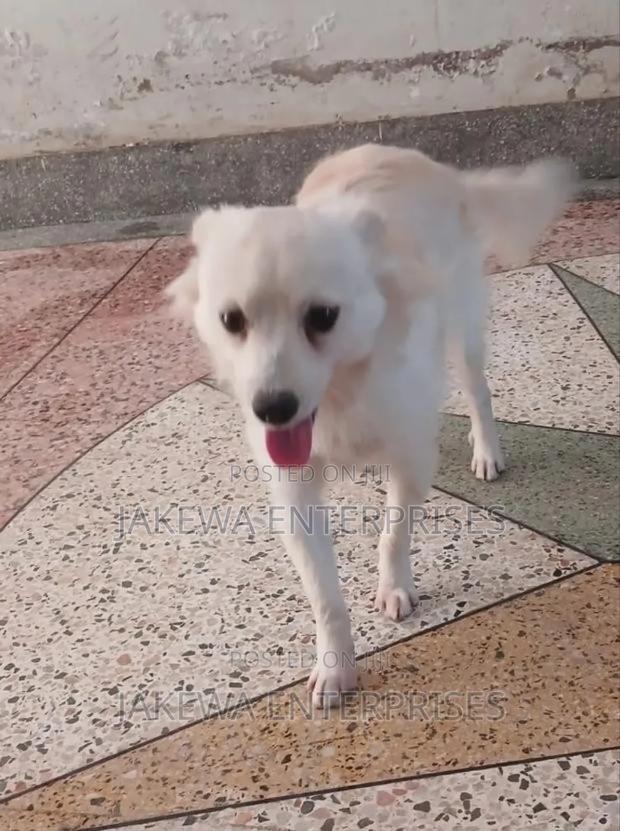 1+ year Male Purebred Japanese Spitz - main view