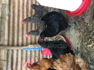 Kuku Kienyeji Chicken