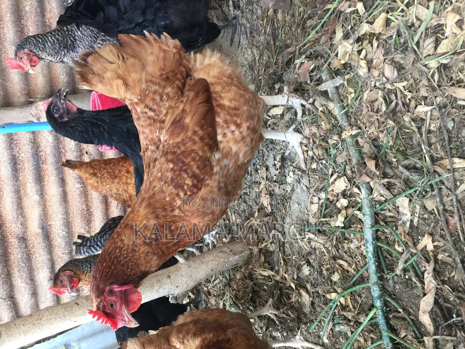 Kuku Kienyeji Chicken
