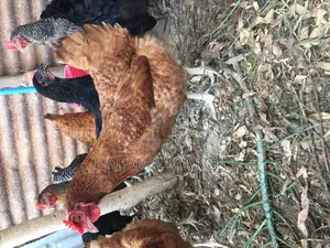 Kuku Kienyeji Chicken