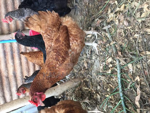 Kuku Kienyeji Chicken - thumbnail 2