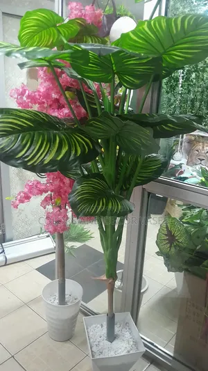 Big Tall Beautiful Plant Available Plus Vase