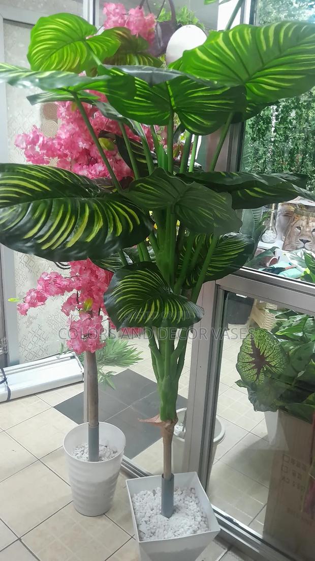 Big Tall Beautiful Plant Available Plus Vase - main view