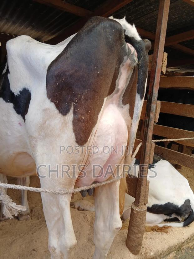 Freshian Lactating - main view