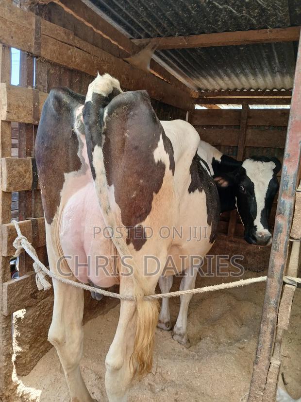 Freshian Lactating - thumbnail 3