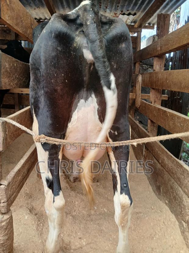 Heifer 1st Lactation - main view