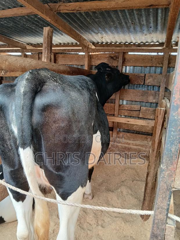 Incalf Freshian Heifer. - thumbnail 3