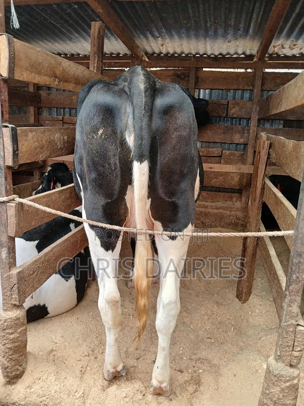 Incalf Freshian Heifer. - main view