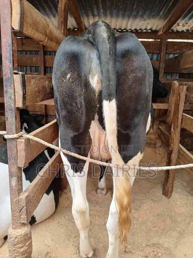 Incalf Freshian Heifer. - thumbnail 4