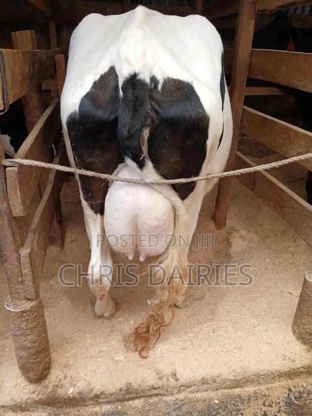 Hostein Freshian - thumbnail 3