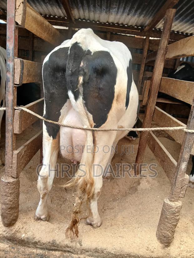 Hostein Freshian - thumbnail 4