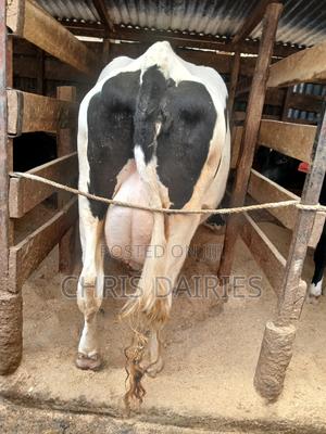 Hostein Freshian - thumbnail 2