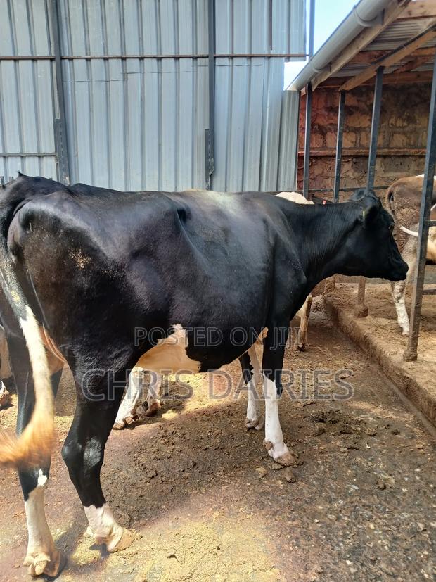 Black Freshian Incalf Heifer. - thumbnail 3