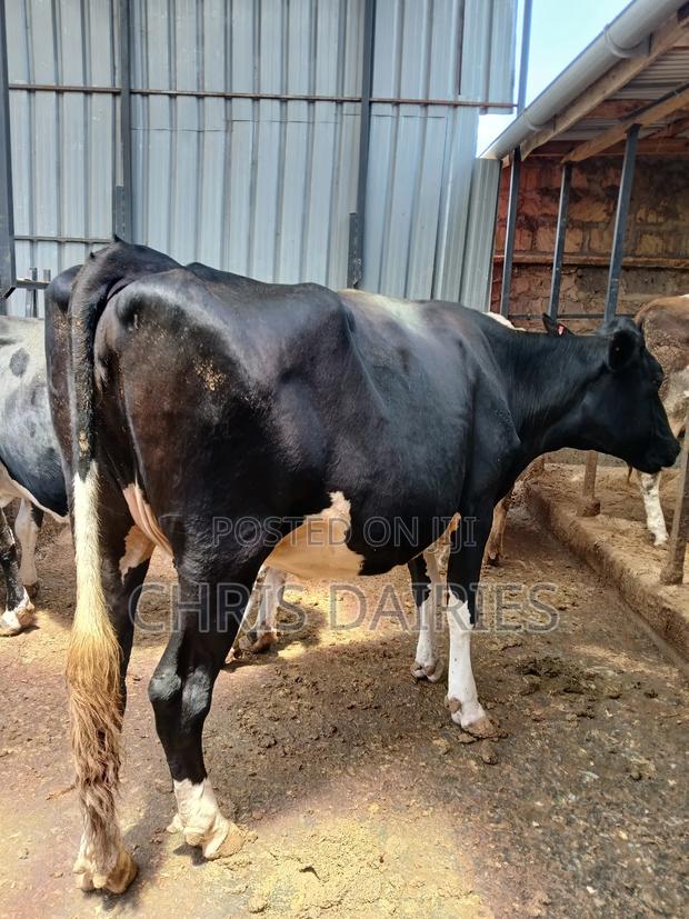 Black Freshian Incalf Heifer. - thumbnail 4