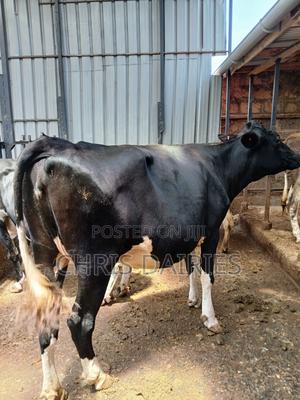 Black Freshian Incalf Heifer. - thumbnail 2
