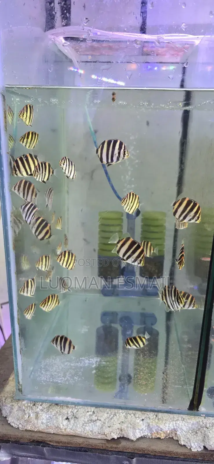 Tiger Fish, Skats Fish Discus Angels