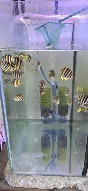Tiger Fish, Skats Fish Discus Angels