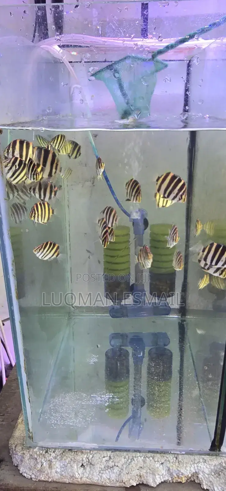 Tiger Fish, Skats Fish Discus Angels