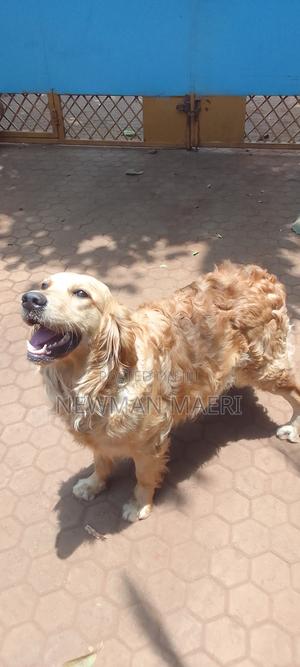 1-3 months Male Purebred Golden Retriever - thumbnail 2