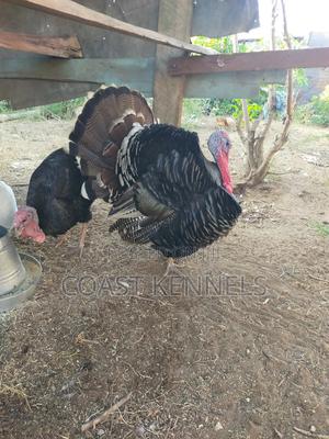 Turkey Male Available - main view