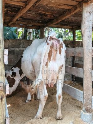 Red Hostein - thumbnail 2