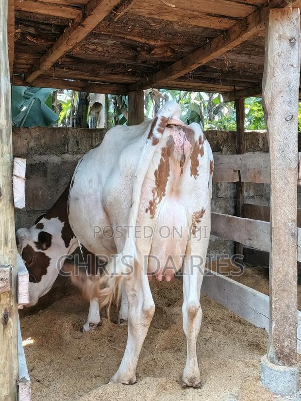 Red Hostein - main view