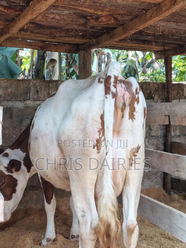 Red Hostein - thumbnail 3