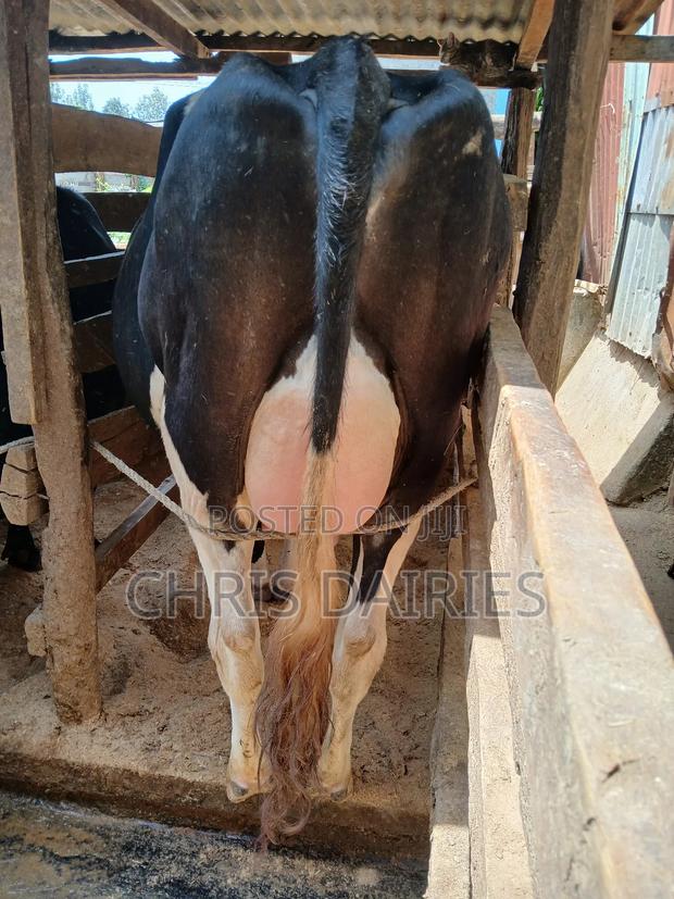 Ist Calving Heifer - main view