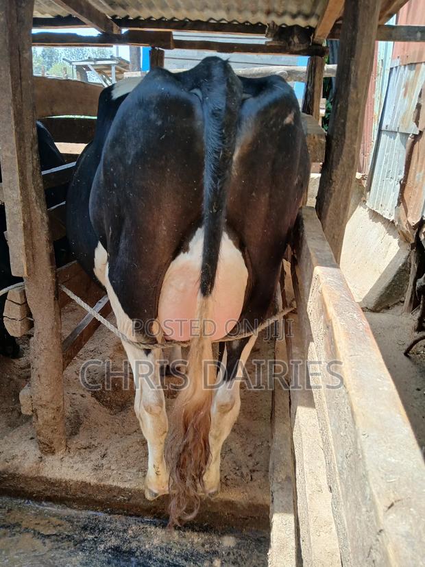 Ist Calving Heifer - thumbnail 3