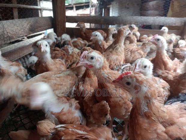 Three Weeks Old Improved Kienyeji Chicks For Sale - main view