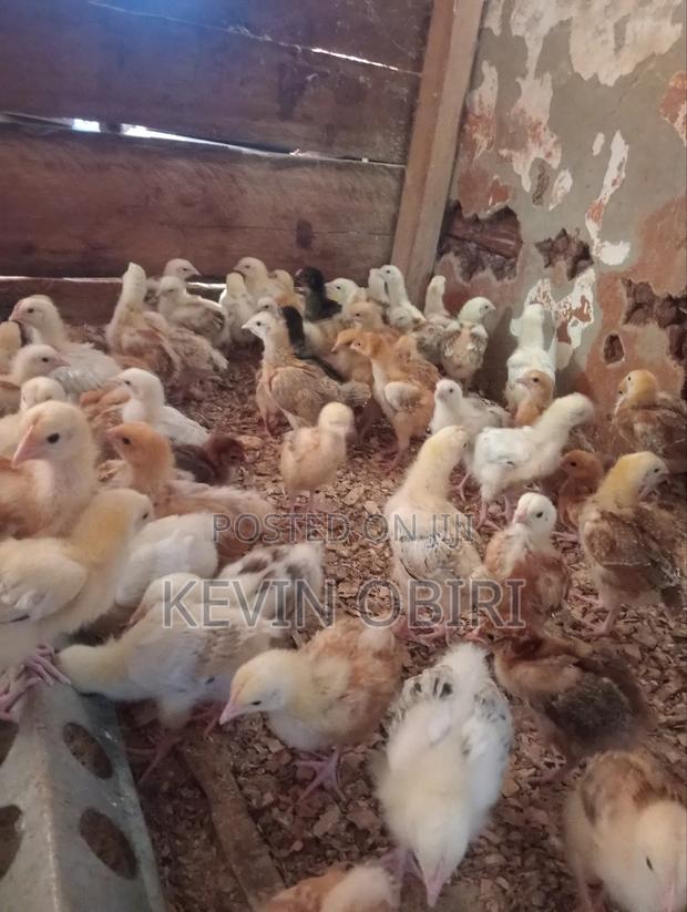 Three Weeks Old Improved Kienyeji Chicks For Sale - thumbnail 3