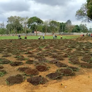 Kikuyu Grass