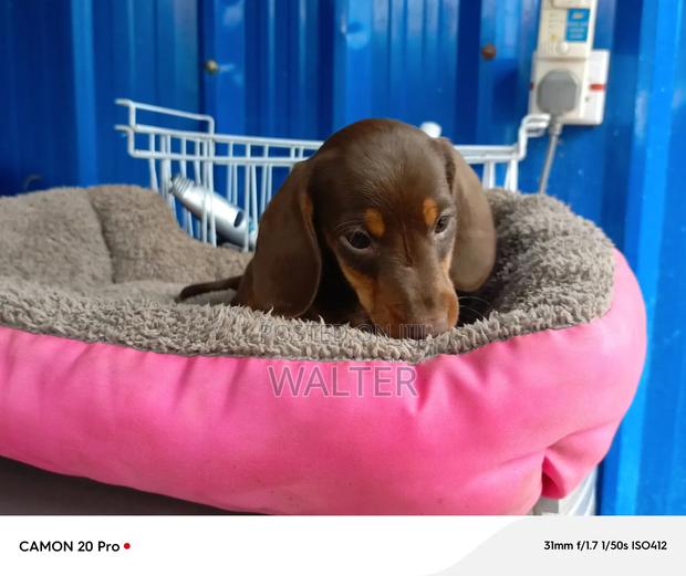 1-3 months Male Purebred Dachshund