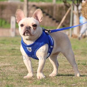 Polyester Mesh Dog Harness Leash Set (Xs,S,M,L,Xl) - thumbnail 2